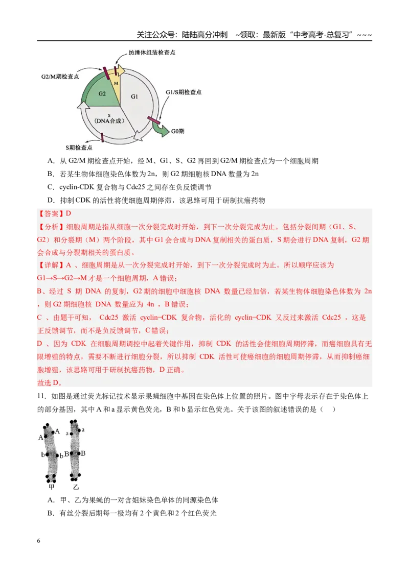 《第四单元细胞的生命历程（综合训练）（福建专用）（教师版）_06-生物-高考总复习_一轮复习_2026年-生物高考一轮复习_2026年高考生物一轮课件+讲义+练习（福建专用）-G328》第6页预览