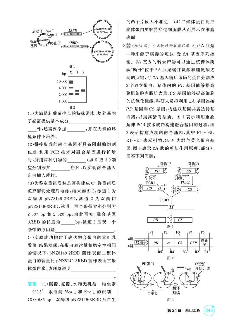 《1_精练册-第24章基因工程_2026版教学资源包_202653高考总复习A版_广东版_2026版.广东版.选考总复习.生物.5·3A版_第5部分生物技术与工程_第24章基因工程_4_PDF教参电子书》第6页预览