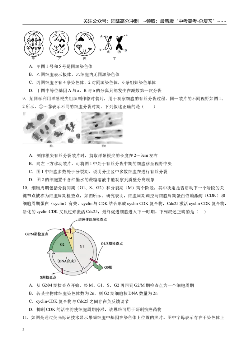 《第四单元细胞的生命历程（综合训练）（福建专用）（学生版）_06-生物-高考总复习_一轮复习_2026年-生物高考一轮复习_2026年高考生物一轮课件+讲义+练习（福建专用）-G328》第3页预览