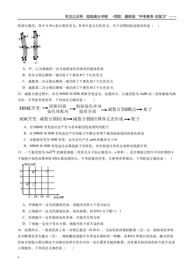 《第四单元细胞的生命历程（综合训练）（福建专用）（学生版）_06-生物-高考总复习_一轮复习_2026年-生物高考一轮复习_2026年高考生物一轮课件+讲义+练习（福建专用）-G328》第4页预览