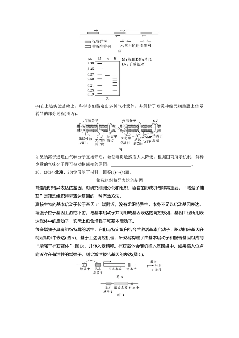 《2024年普通高中学业水平等级性考试(北京卷)生物(1)_2026版高中《二三轮复习+冲刺复习》_2021-2025生物高考题_2024生物高考题_学生》第7页预览