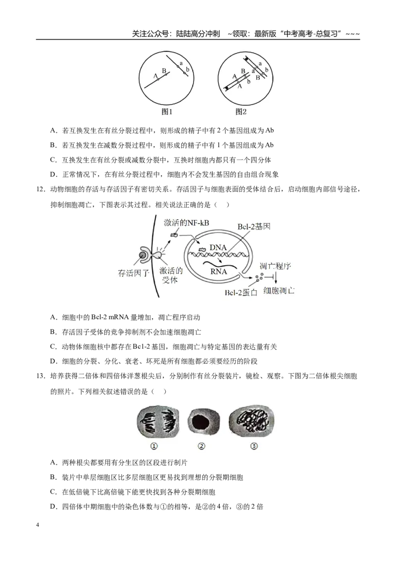《第四单元细胞的生命历程（综合训练）（黑吉辽蒙专用）（学生版）_06-生物-高考总复习_一轮复习_2026年-生物高考一轮复习_2026年高考生物一轮课件+讲义+练习（黑吉辽蒙专用）-G330》第4页预览