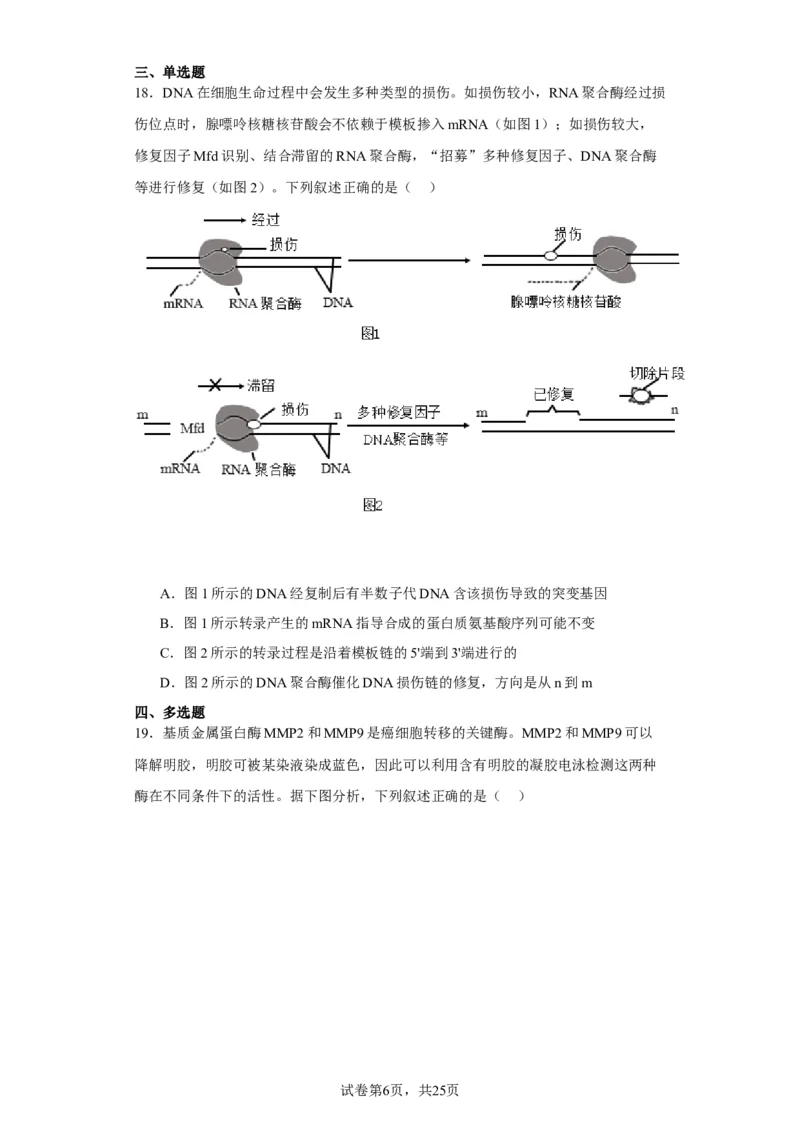 《2023年新高考辽宁卷高考真题生物试卷-1b3ad96263ef_2026版高中《二三轮复习+冲刺复习》_2021-2025生物高考题_2023生物高考题_学生》第6页预览