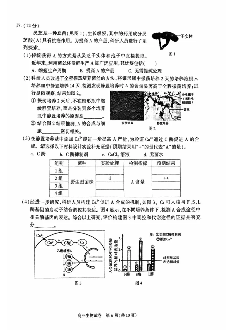 《6_2024北京市顺义一模（试卷+答案）_2025版教学资源包_（总复习系列）2025版《5年高考3年模拟》新高考版B版（⭐全科）_2025版.新高考新教材版.选考总复习.生物.5·3B版_1_资源拓展》第6页预览