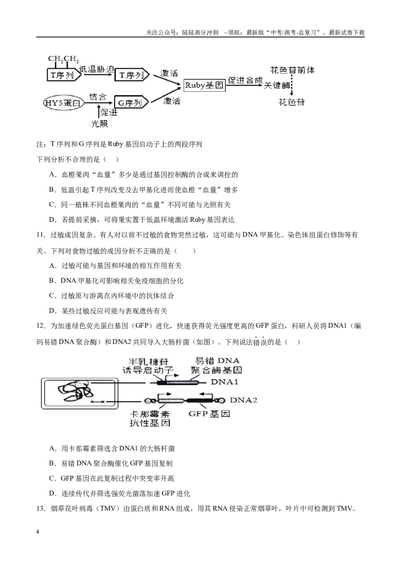 《高考冲刺小卷5-遗传的细胞学基础和分子学基础知识点专项练习（原卷版）_06-生物-高考总复习_专项复习_2024年_2024年高考生物考前专项冲刺小卷（全国通用）_资料》第4页预览
