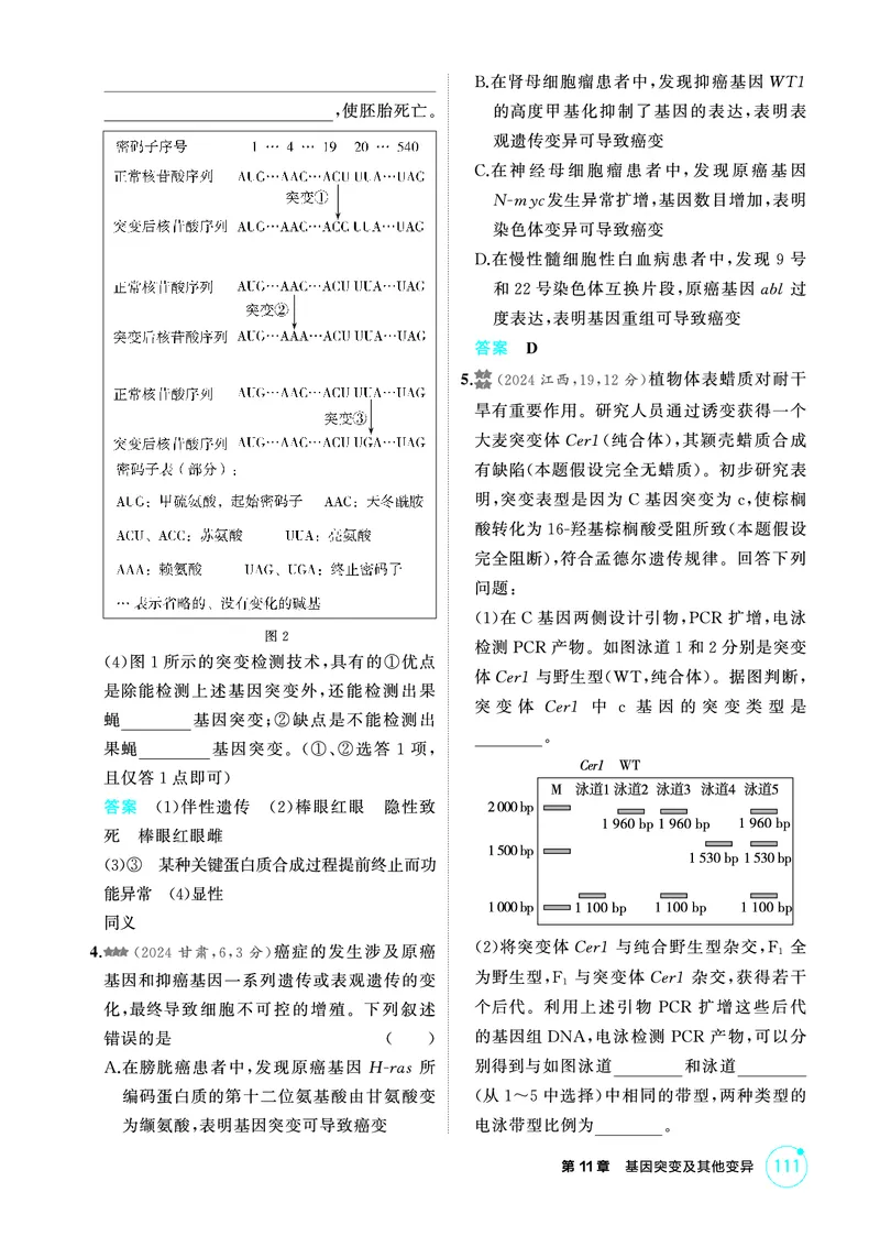 《2_精练册-第11章基因突变及其他变异_2026版教学资源包_202653高考总复习A版_广东版_2026版.广东版.选考总复习.生物.5·3A版_第2部分遗传与进化_第11章基因突变及其他变异_4_PDF教参电子书》第2页预览
