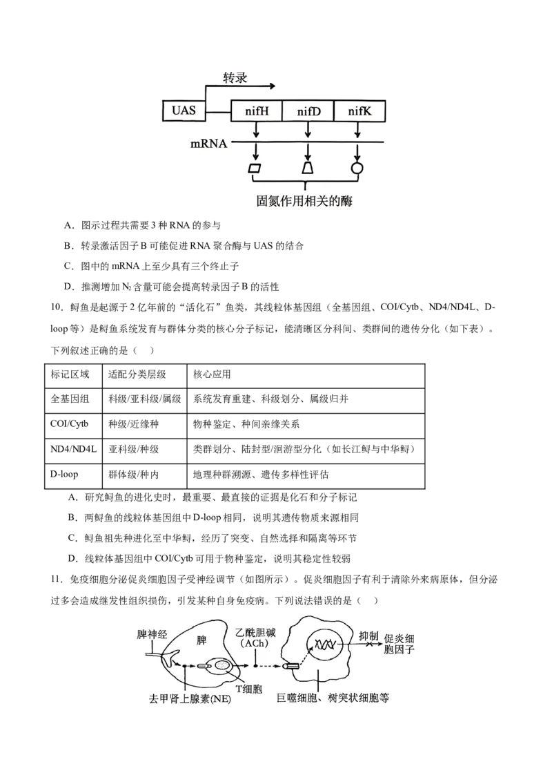 《2026年高考生物临考冲刺卷03（黑吉辽蒙专用）（考试版）_高考一二三轮复习_生物_2026年-生物高考专项复习_2026年高考生物终极冲刺讲练测（黑吉辽蒙专用）-G466_2026版》第5页预览