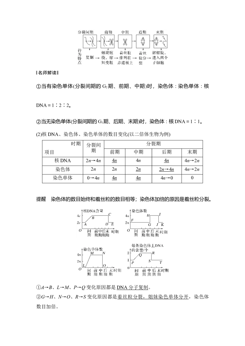 《第13讲细胞的增殖_高考一二三轮复习_生物_2027年高考生物一轮_12027年高考生物一轮复习讲义（考点详解）》第9页预览