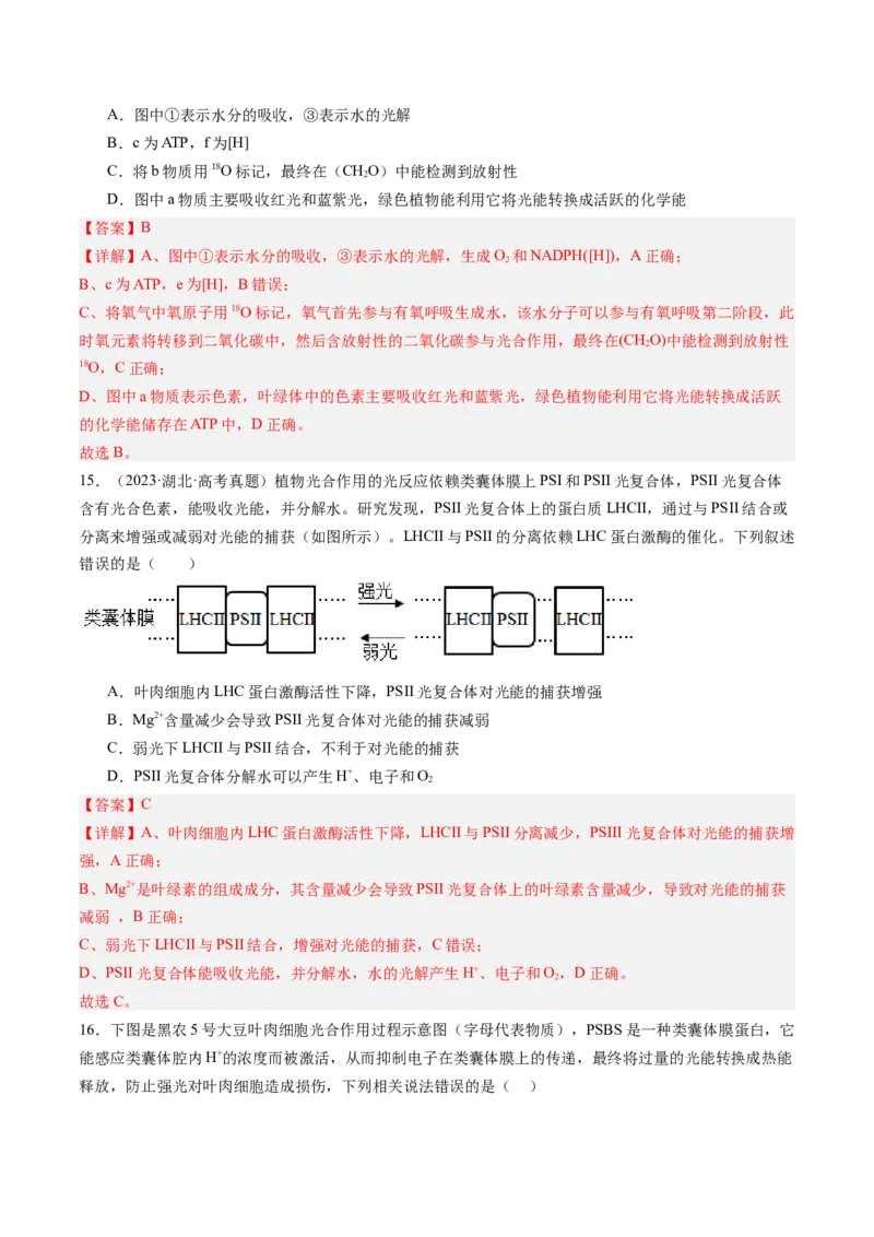 《第11讲光合作用（专项训练）（安徽专用）（解析版）_高考一二三轮复习_生物_2026年高考生物一轮_2026年高考生物一轮课件+讲义+练习（安徽专用）-G326》第10页预览
