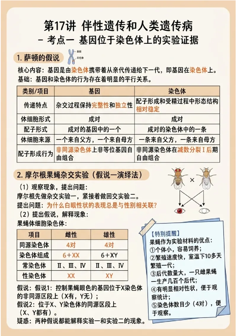 《第17讲伴性遗传和人类遗传病(图文版知识清单)_高考一二三轮复习_生物_2027年高考生物一轮_2027年高考生物一轮复习知识清单(全国通用)-G56_2027版》第1页预览