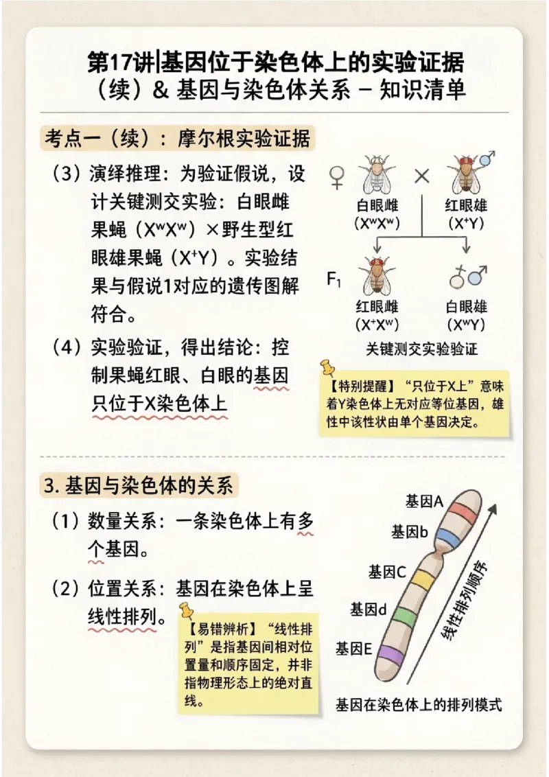 《第17讲伴性遗传和人类遗传病(图文版知识清单)_高考一二三轮复习_生物_2027年高考生物一轮_2027年高考生物一轮复习知识清单(全国通用)-G56_2027版》第2页预览