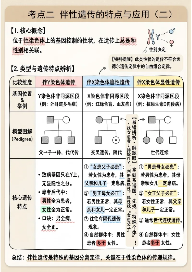 《第17讲伴性遗传和人类遗传病(图文版知识清单)_高考一二三轮复习_生物_2027年高考生物一轮_2027年高考生物一轮复习知识清单(全国通用)-G56_2027版》第4页预览