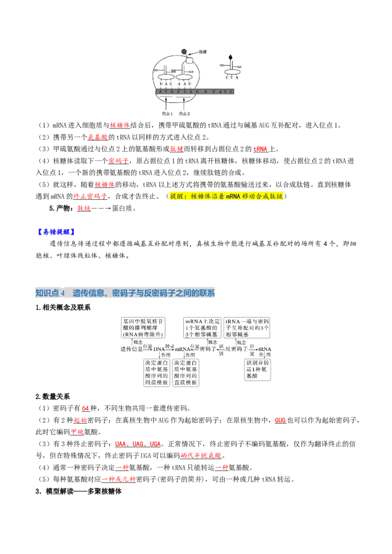 《第21讲基因的表达、基因与性状的关系（复习讲义）（全国通用）（教师版）_高考一二三轮复习_生物_2026年高考生物一轮_2026年高考生物一轮复习讲义+练习+课件（新教材新高考）-G55_2026版》第5页预览