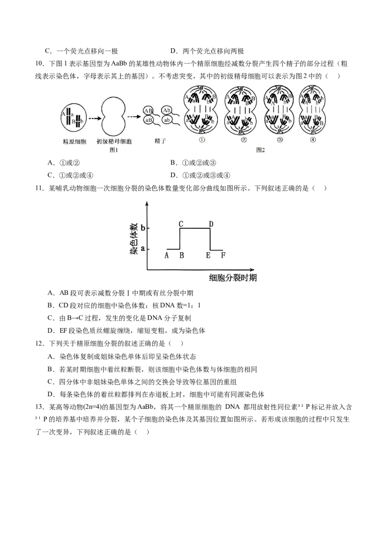 《第13讲减数分裂和受精作用（专项训练）（四川专用）（学生版）_高考一二三轮复习_生物_2026年高考生物一轮_2026年高考生物一轮课件+讲义+练习（四川专用）-G335》第4页预览