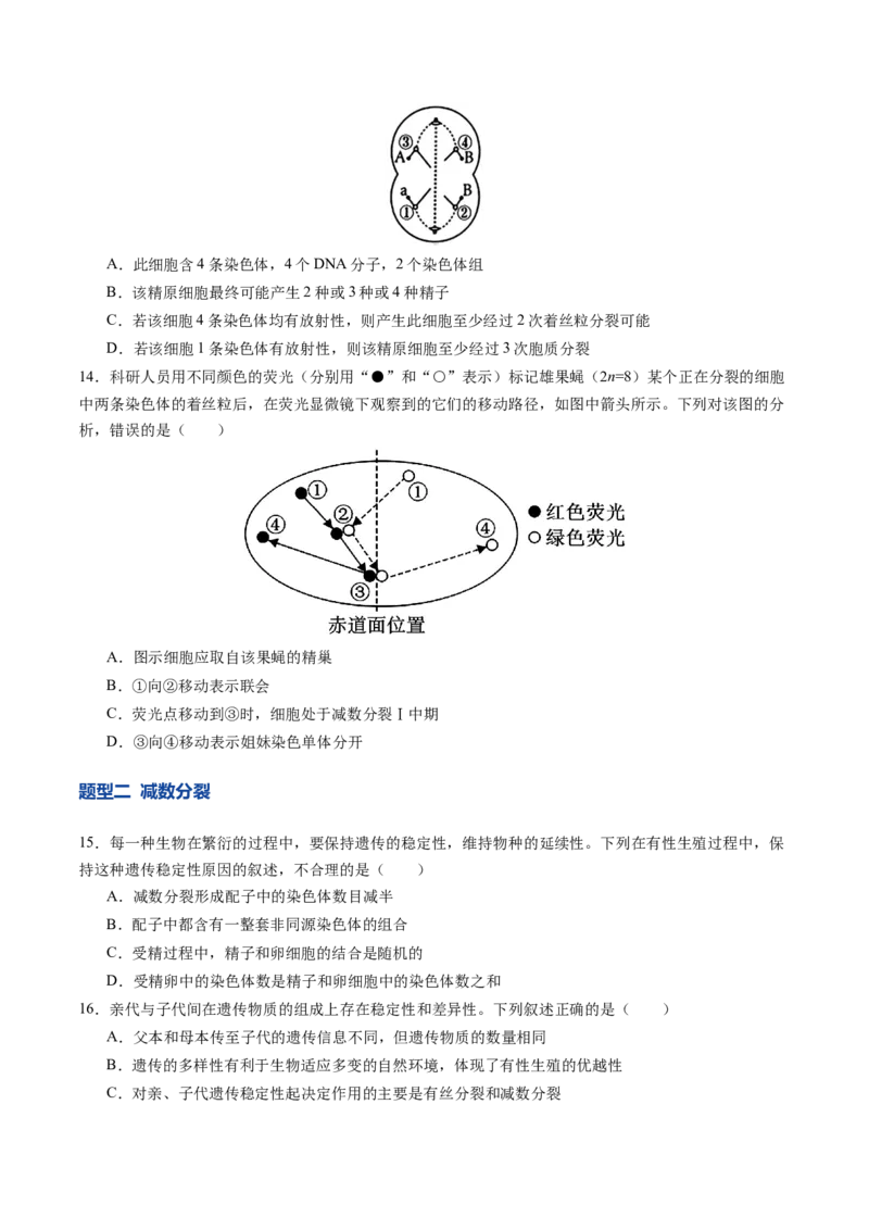 《第13讲减数分裂和受精作用（专项训练）（四川专用）（学生版）_高考一二三轮复习_生物_2026年高考生物一轮_2026年高考生物一轮课件+讲义+练习（四川专用）-G335》第5页预览