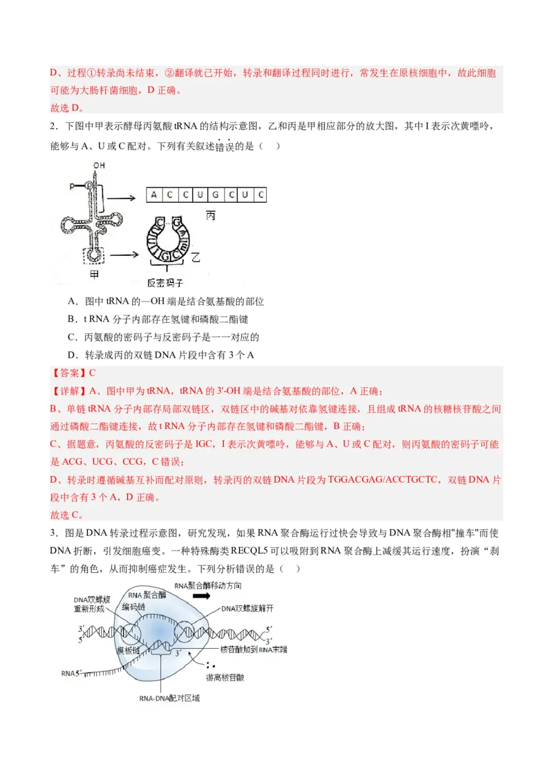 《第22讲基因的表达（专项训练）（福建专用）（教师版）_高考一二三轮复习_生物_2026年高考生物一轮_2026年高考生物一轮课件+讲义+练习（福建专用）-G328》第2页预览