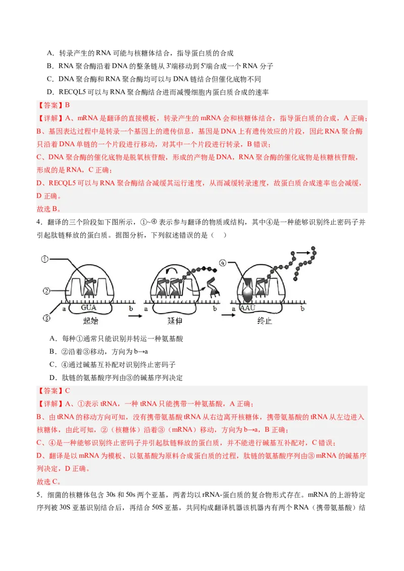 《第22讲基因的表达（专项训练）（福建专用）（教师版）_高考一二三轮复习_生物_2026年高考生物一轮_2026年高考生物一轮课件+讲义+练习（福建专用）-G328》第3页预览