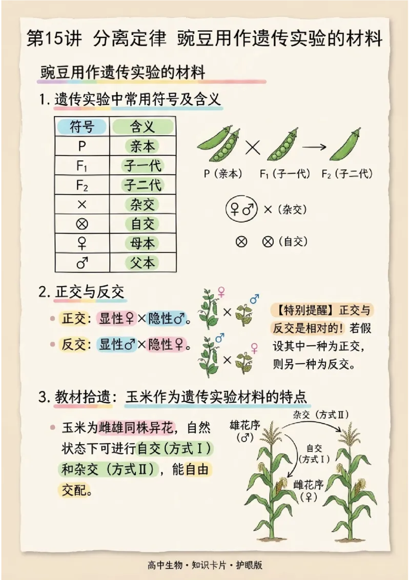 《第15讲分离定律(图文版知识清单)_高考一二三轮复习_生物_2027年高考生物一轮_2027年高考生物一轮复习知识清单(全国通用)-G56_2027版》第2页预览