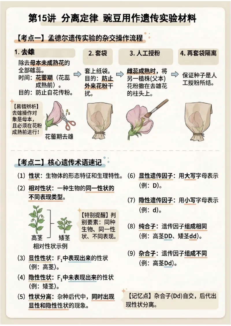 《第15讲分离定律(图文版知识清单)_高考一二三轮复习_生物_2027年高考生物一轮_2027年高考生物一轮复习知识清单(全国通用)-G56_2027版》第3页预览