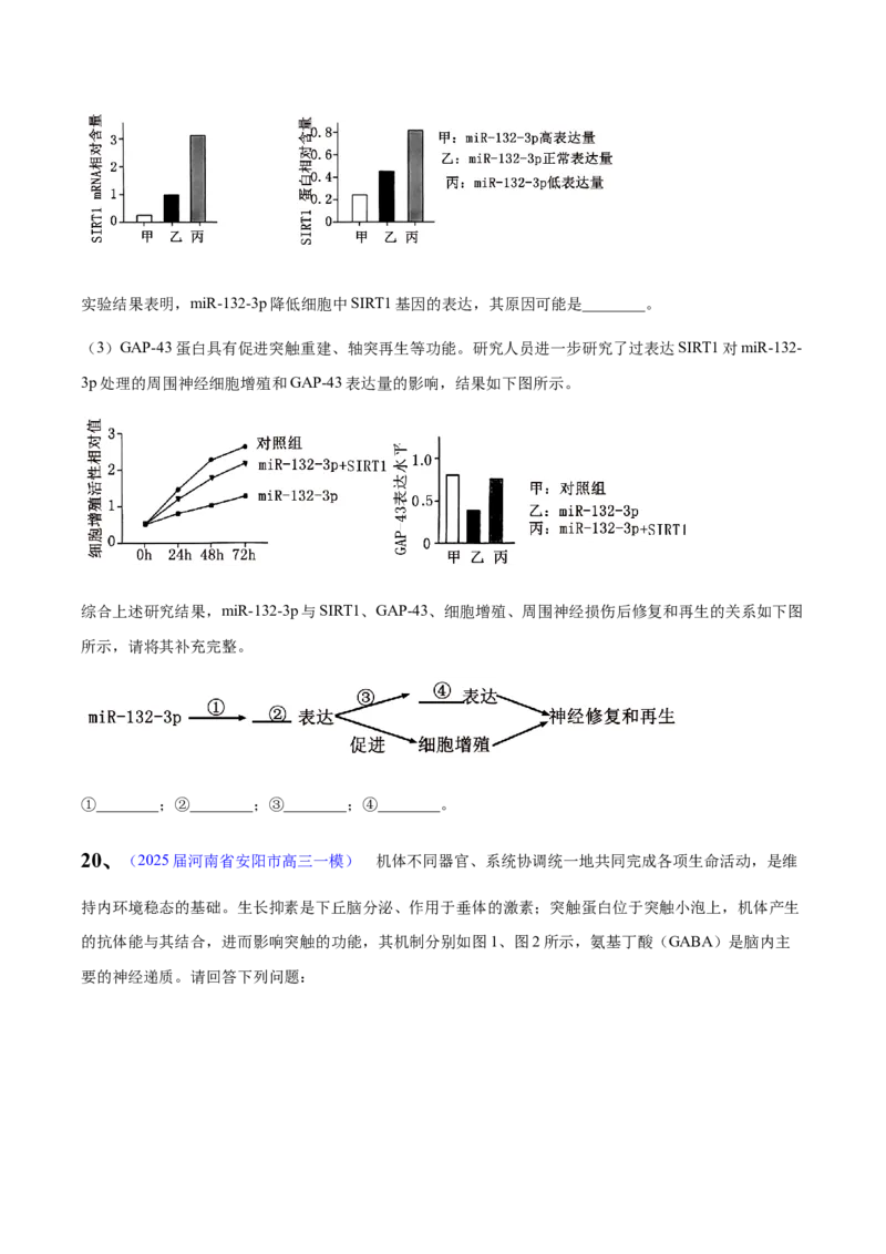 《专题08内环境和神经调节（学生版）_高考一二三轮复习_生物_2026年-生物高考专项复习_2025年高考生物一模试题分类汇编（河南专用）》第9页预览