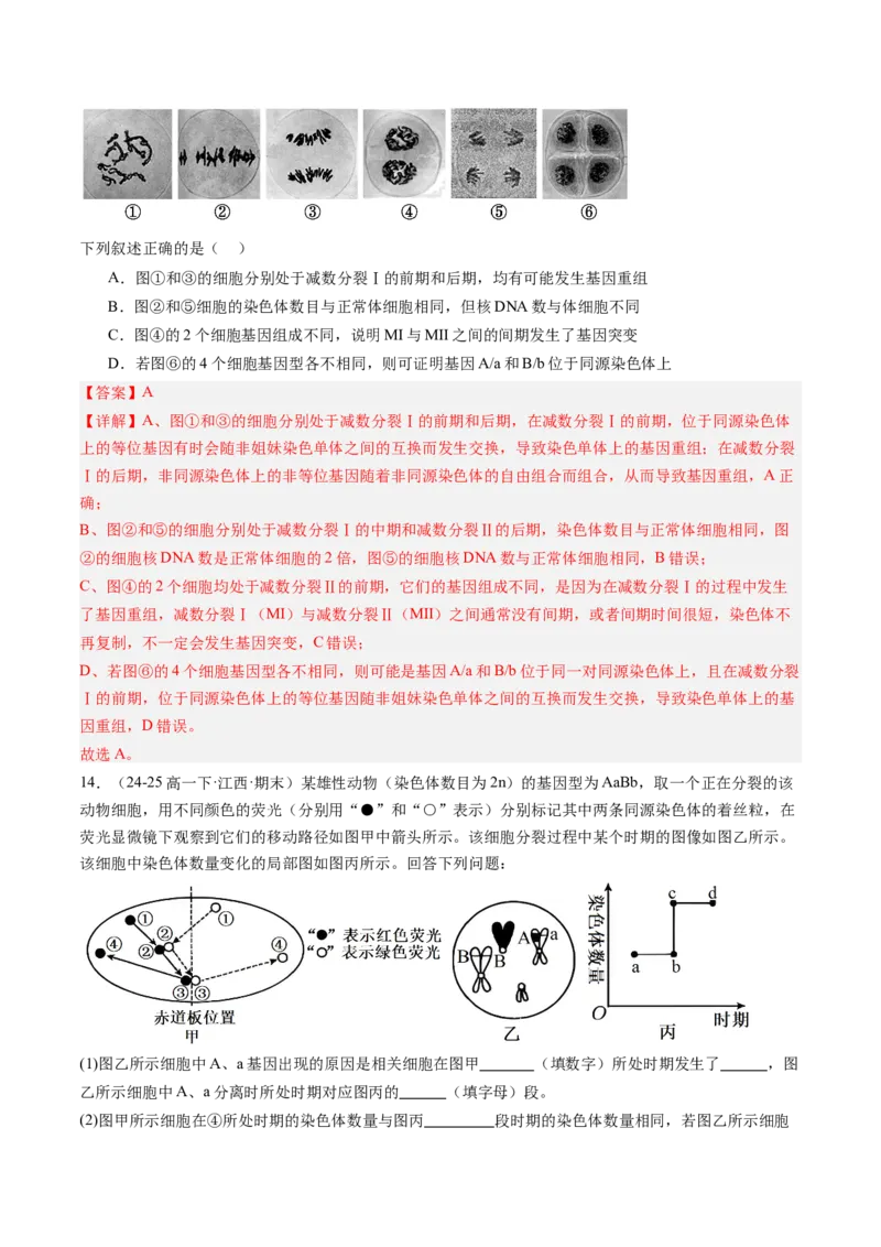 《第14讲减数分裂和受精作用（专项训练）（福建专用）（教师版）_高考一二三轮复习_生物_2026年高考生物一轮_2026年高考生物一轮课件+讲义+练习（福建专用）-G328》第8页预览