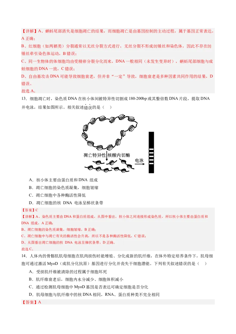 《第14讲细胞的分化、衰老和死亡（专项训练）（四川专用）（教师版）_高考一二三轮复习_生物_2026年高考生物一轮_2026年高考生物一轮课件+讲义+练习（四川专用）-G335》第6页预览