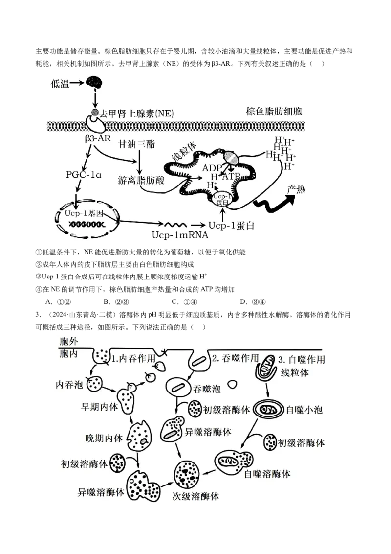 《第08讲物质进出细胞方式及影响因素（专项训练）（安徽专用）（学生版）_高考一二三轮复习_生物_2026年高考生物一轮_2026年高考生物一轮课件+讲义+练习（安徽专用）-G326》第6页预览