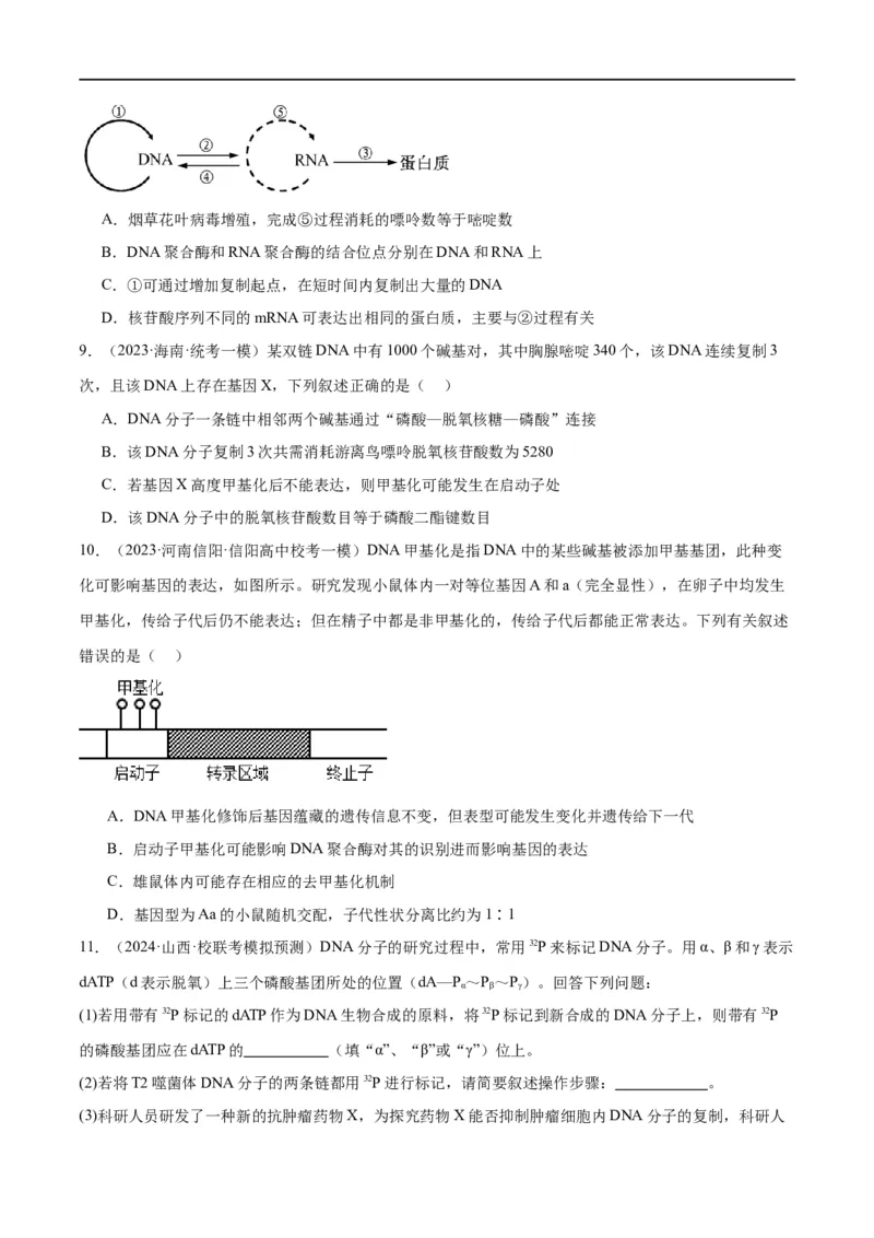 《专题05遗传的分子基础（分层练）（原卷版）_初高中资料库_高中资料库（转存避免链接过期失效）_高中生物》第3页预览
