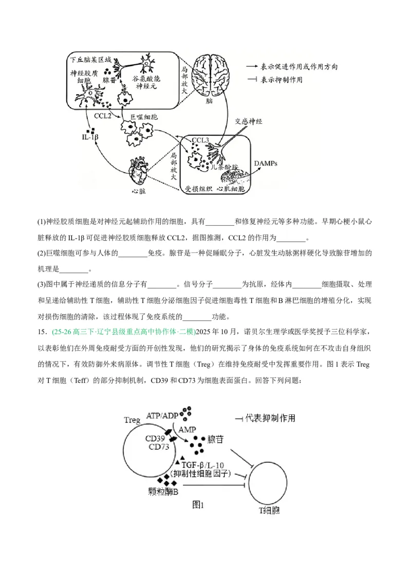 《专题08免疫与植物生命活动的调节（2大考点）（学生版）(1)_高考一二三轮复习_生物_2027年高考生物专项_2026年高考生物二模试题分类汇编（黑吉辽蒙专用）-G295_2026版》第7页预览