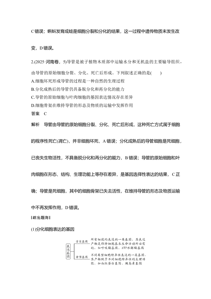 《第15讲细胞的分化、衰老和死亡_高考一二三轮复习_生物_2027年高考生物一轮_12027年高考生物一轮复习讲义（考点详解）》第4页预览