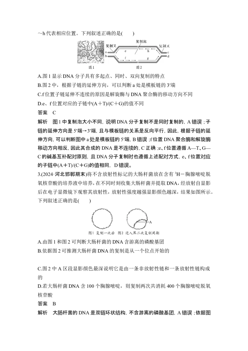 《易错点5DNA复制的两个模型_2026版高中《二三轮复习+冲刺复习》_高考生物生物二轮2026届高考生物步步高大二轮专题复习教师用书(word版)+教师用书配套PPT+题库(word版)(完整版)》第3页预览