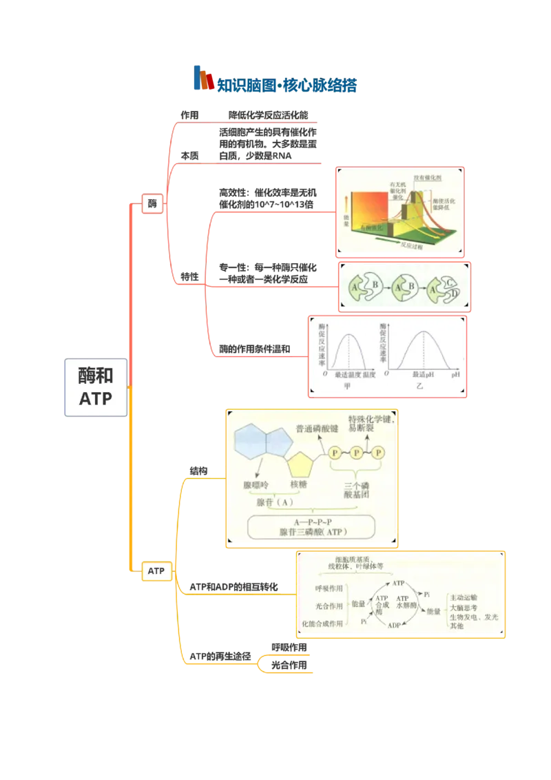 《第08讲酶和ATP（知识清单）（全国通用）（教师版）_高考一二三轮复习_生物_2027年高考生物一轮_2027年高考生物一轮课件+讲义+练习（黑吉辽蒙专用）-G330_2027版》第2页预览