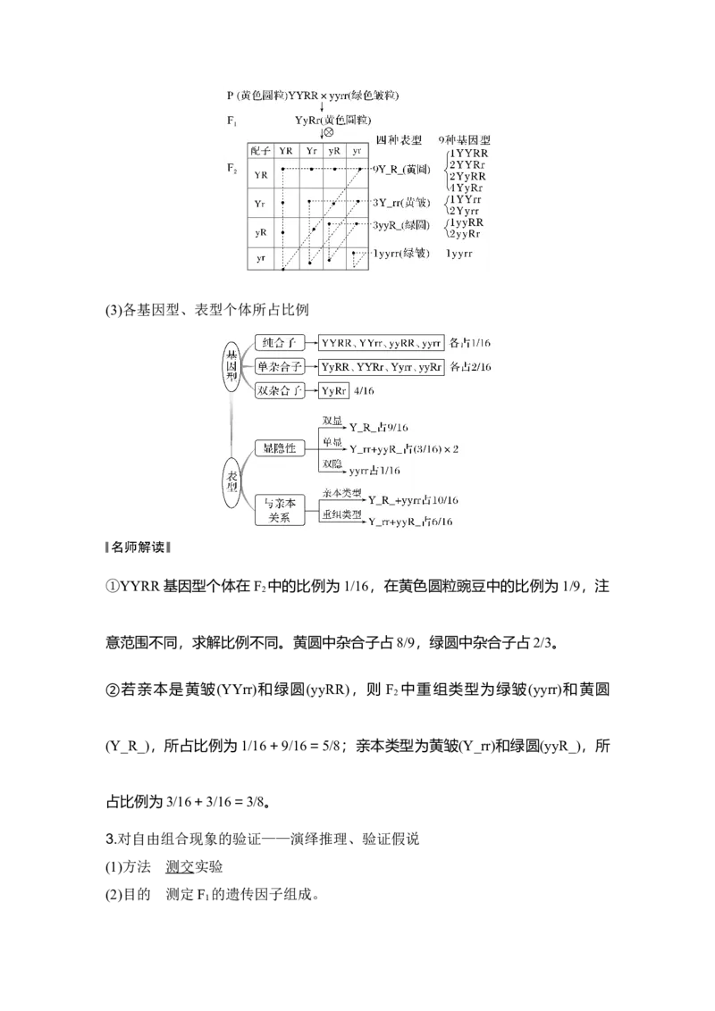 《第19讲自由组合定律_高考一二三轮复习_生物_2027年高考生物一轮_12027年高考生物一轮复习讲义（考点详解）》第2页预览