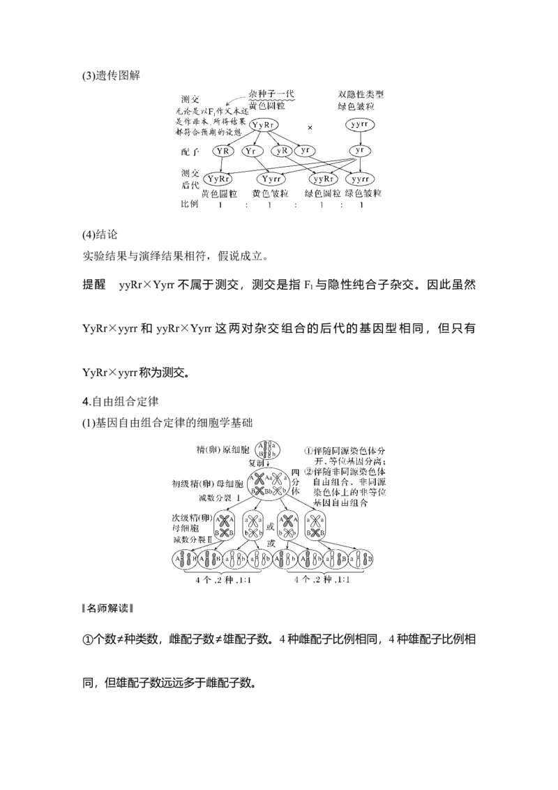 《第19讲自由组合定律_高考一二三轮复习_生物_2027年高考生物一轮_12027年高考生物一轮复习讲义（考点详解）》第3页预览