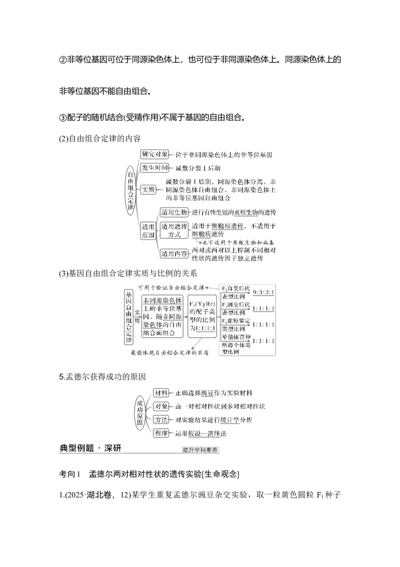 《第19讲自由组合定律_高考一二三轮复习_生物_2027年高考生物一轮_12027年高考生物一轮复习讲义（考点详解）》第4页预览