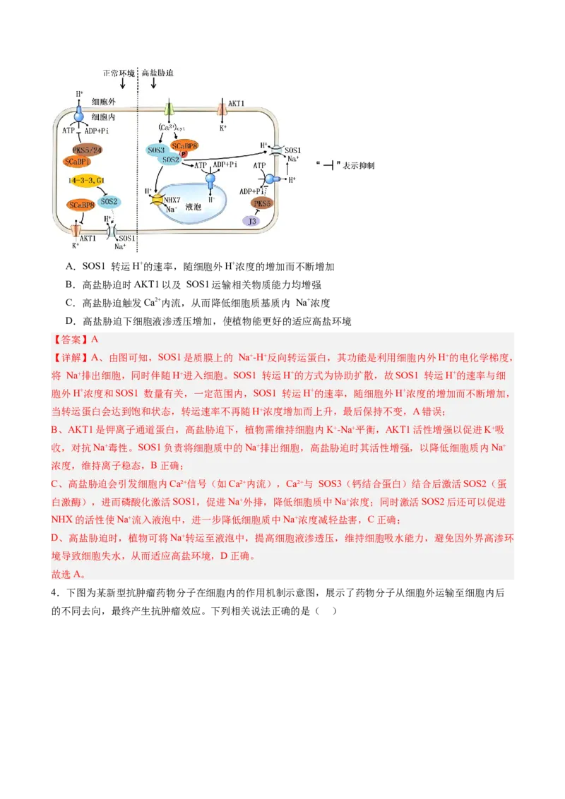 《第08讲物质进出细胞方式及影响因素（专项训练）（安徽专用）（教师版）_高考一二三轮复习_生物_2026年高考生物一轮_2026年高考生物一轮课件+讲义+练习（安徽专用）-G326》第3页预览