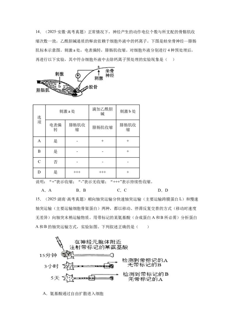 《专题08内环境稳态与神经调节(学生版)_高考一二三轮复习_生物_2026年-生物高考专项复习_2025年高考真题和模拟题生物分类汇编（全国通用）-G70》第5页预览
