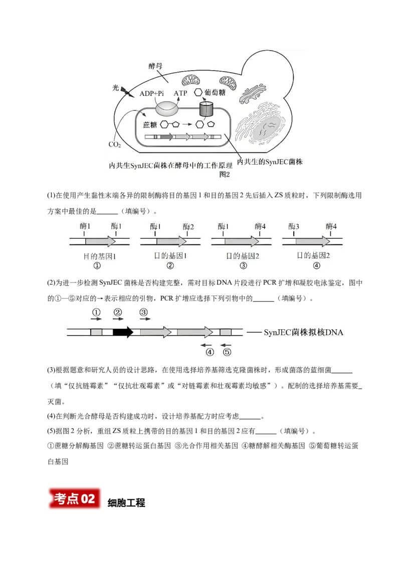 《专题08生物技术与工程（学生版）_高考一二三轮复习_生物_2026年-生物高考专项复习_2025年高考生物二模试题分类汇编（安徽专用）》第4页预览