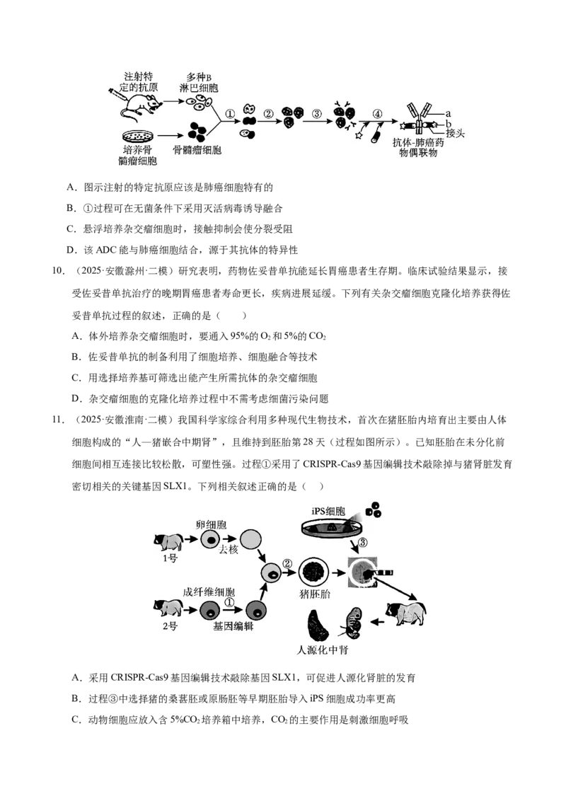 《专题08生物技术与工程（学生版）_高考一二三轮复习_生物_2026年-生物高考专项复习_2025年高考生物二模试题分类汇编（安徽专用）》第8页预览