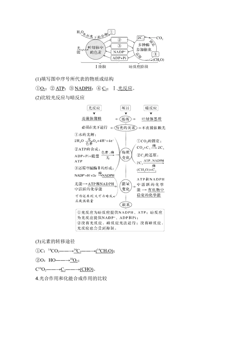 《第10讲捕获光能的色素和结构及光合作用的原理_高考一二三轮复习_生物_2027年高考生物一轮_12027年高考生物一轮复习讲义（考点详解）》第7页预览