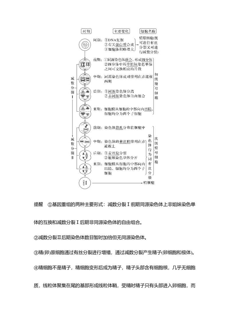 《第14讲减数分裂和受精作用_高考一二三轮复习_生物_2027年高考生物一轮_12027年高考生物一轮复习讲义（考点详解）》第2页预览