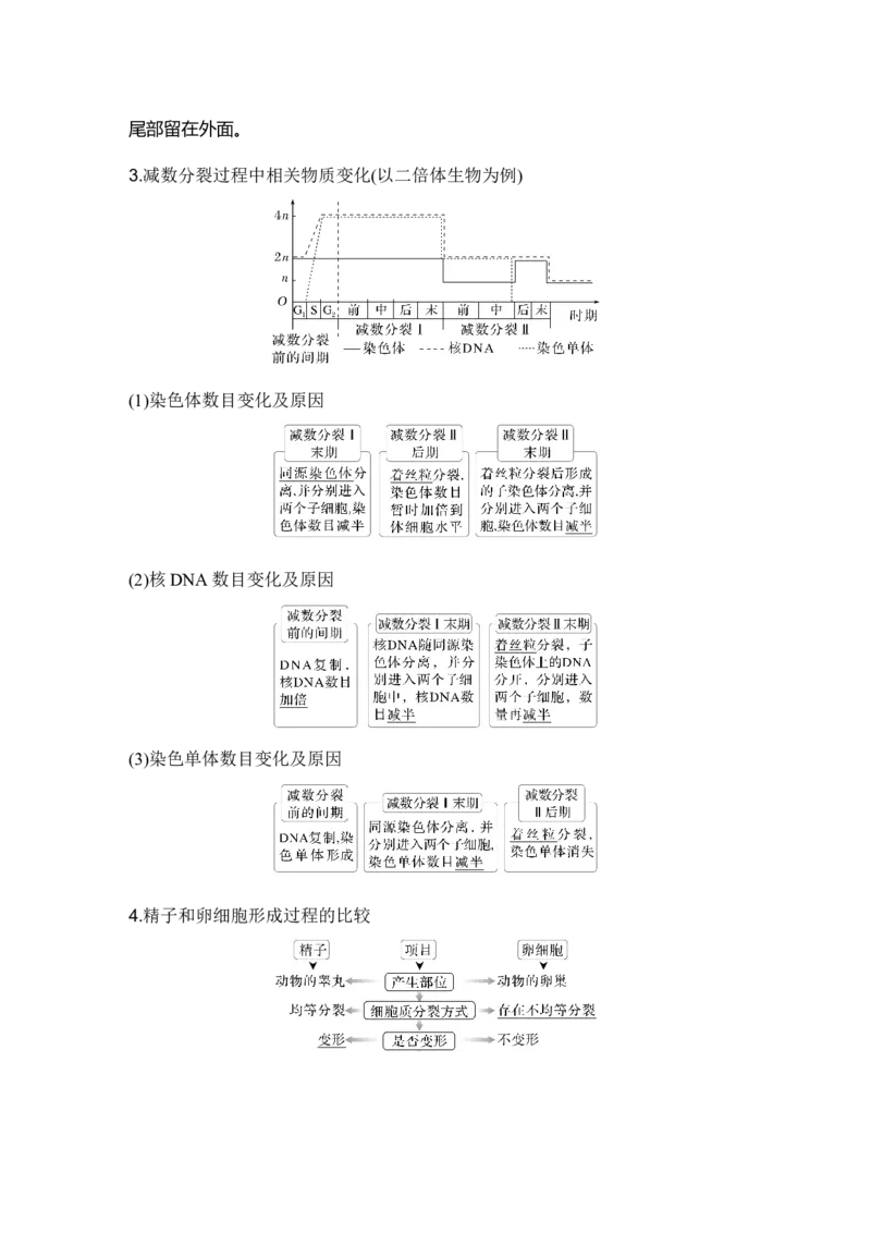 《第14讲减数分裂和受精作用_高考一二三轮复习_生物_2027年高考生物一轮_12027年高考生物一轮复习讲义（考点详解）》第3页预览
