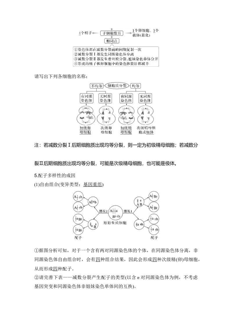 《第14讲减数分裂和受精作用_高考一二三轮复习_生物_2027年高考生物一轮_12027年高考生物一轮复习讲义（考点详解）》第4页预览