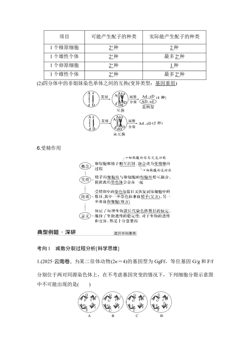 《第14讲减数分裂和受精作用_高考一二三轮复习_生物_2027年高考生物一轮_12027年高考生物一轮复习讲义（考点详解）》第5页预览