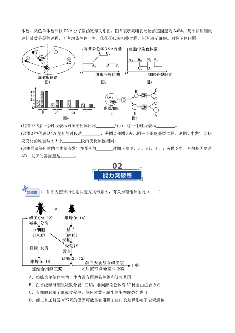 《第14讲减数分裂和受精作用（专项训练）（福建专用）（学生版）_高考一二三轮复习_生物_2026年高考生物一轮_2026年高考生物一轮课件+讲义+练习（福建专用）-G328》第8页预览