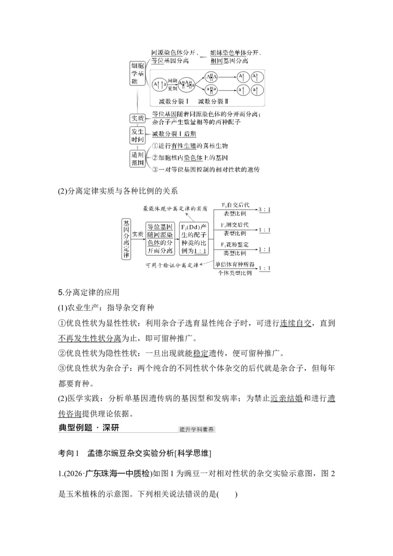 《第16讲一对相对性状的杂交实验_高考一二三轮复习_生物_2027年高考生物一轮_12027年高考生物一轮复习讲义（考点详解）》第3页预览