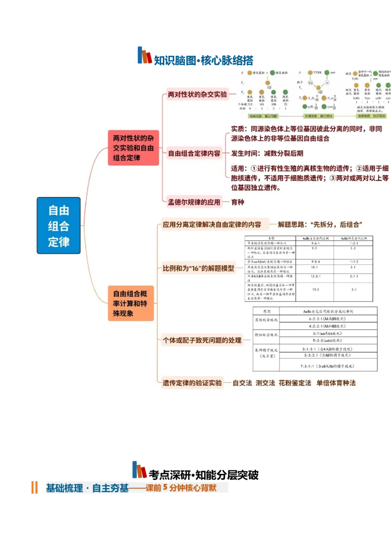 《第16讲自由组合定律（知识清单）（全国通用）（教师版）_高考一二三轮复习_生物_2027年高考生物一轮_2027年高考生物一轮课件+讲义+练习（黑吉辽蒙专用）-G330_2027版》第2页预览