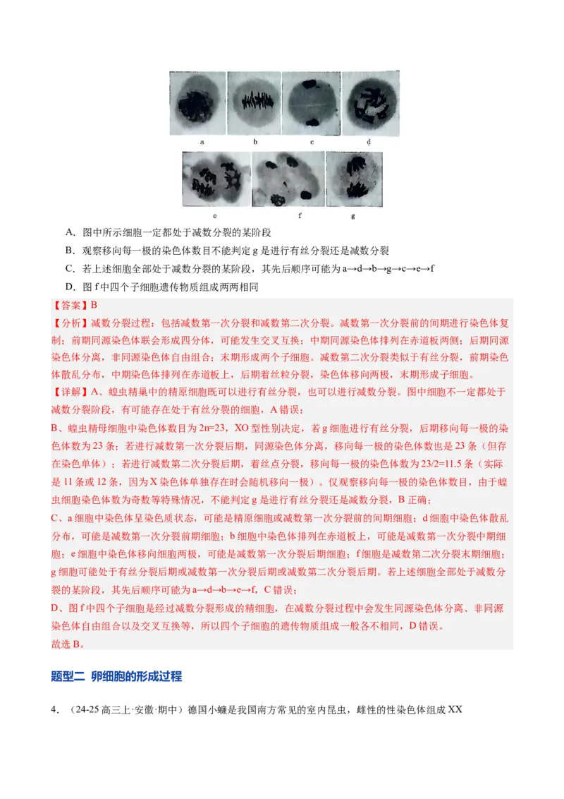 《第14讲减数分裂和受精作用（专项训练）（安徽专用）（教师版）_高考一二三轮复习_生物_2026年高考生物一轮_2026年高考生物一轮课件+讲义+练习（安徽专用）-G326》第3页预览