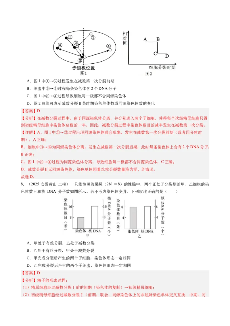 《第14讲减数分裂和受精作用（专项训练）（安徽专用）（教师版）_高考一二三轮复习_生物_2026年高考生物一轮_2026年高考生物一轮课件+讲义+练习（安徽专用）-G326》第6页预览