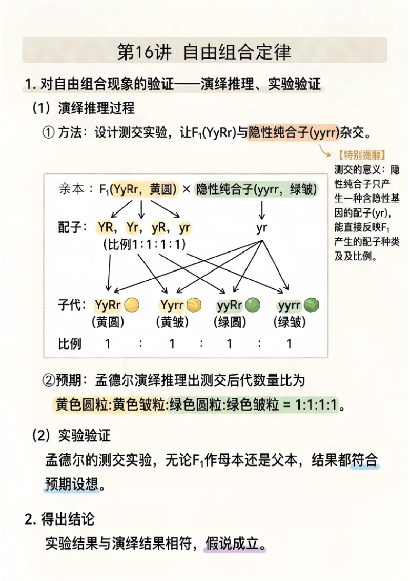 《第16讲自由组合定律(图文版知识清单)_高考一二三轮复习_生物_2027年高考生物一轮_2027年高考生物一轮复习知识清单(全国通用)-G56_2027版》第2页预览